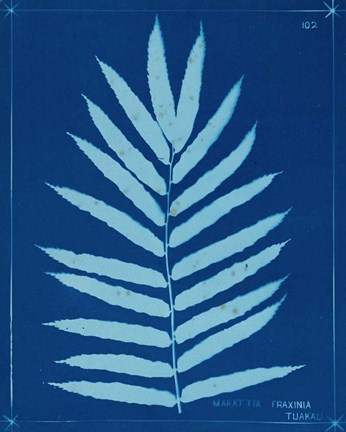 Framed Cyanotype Ferns III Print