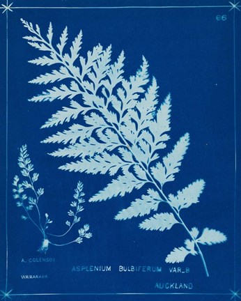 Framed Cyanotype Ferns IV Print