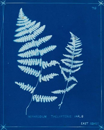 Framed Cyanotype Ferns VIII Print