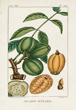 Framed Turpin Foliage &amp; Fruit IV Print