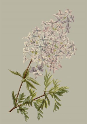 Framed Botanical Array II Print