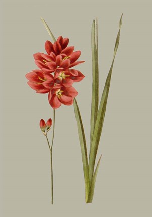 Framed Botanical Array IV Print