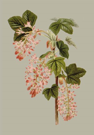 Framed Botanical Array V Print