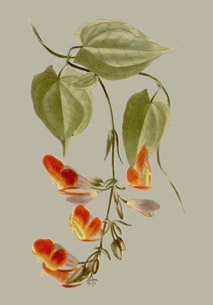 Framed Botanical Array VI Print