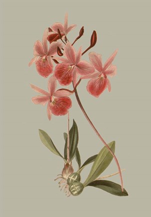 Framed Botanical Array IX Print