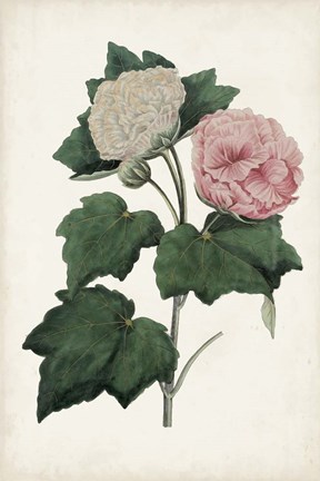 Framed Vintage Rose Clippings II Print