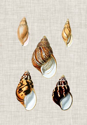 Framed Antique Shells on Linen II Print