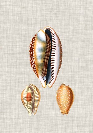 Framed Antique Shells on Linen V Print