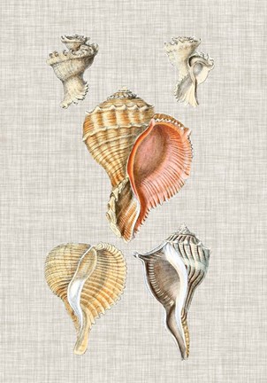 Framed Antique Shells on Linen VI Print