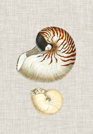 Framed Antique Shells on Linen VII Print