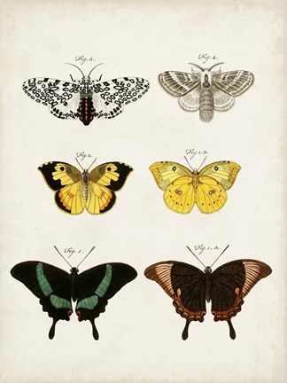 Framed Vintage Butterflies VI Print