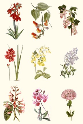 Framed Botanical Array Chart Print