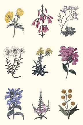 Framed Antique Floral Chart Print