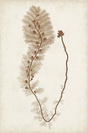 Framed Sepia Seaweed III Print