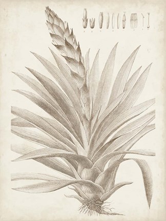 Framed Sepia Exotic Plants III Print