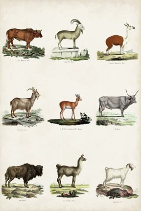 Framed Antique Animal Chart I Print