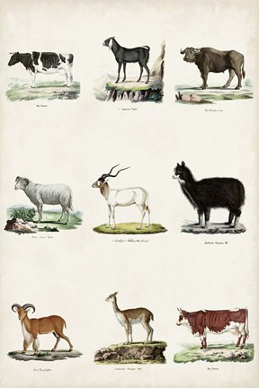 Framed Antique Animal Chart II Print