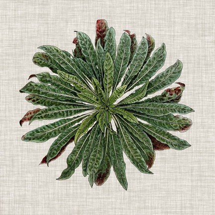 Framed Spherical Leaves II Print