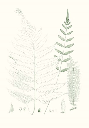 Framed Verdure Ferns II Print