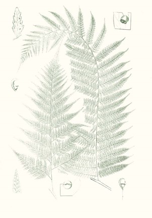 Framed Verdure Ferns IV Print