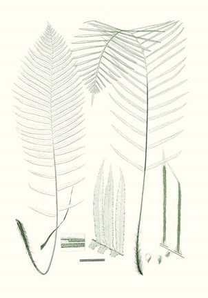 Framed Verdure Ferns VII Print