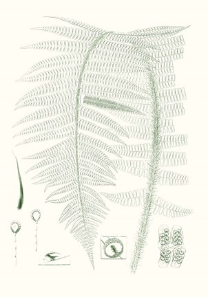 Framed Verdure Ferns IX Print
