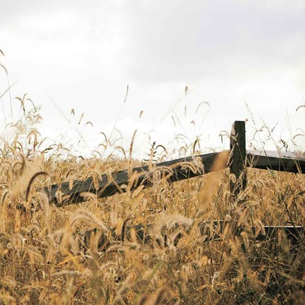 Framed Fencerow Light Crop Print