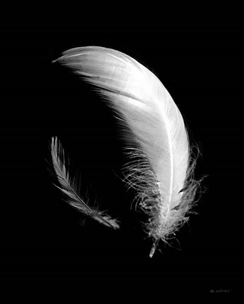 Framed Dream Feathers Print