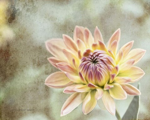 Framed Impression Flower Print