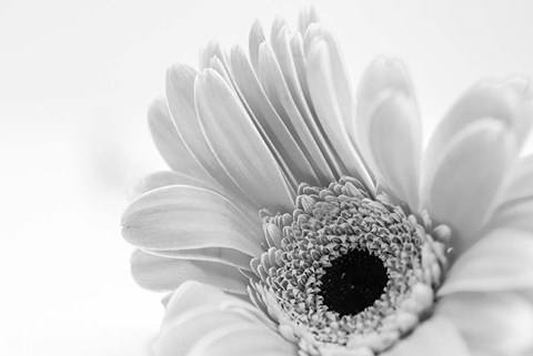 Framed Ingenious Nonsense Print