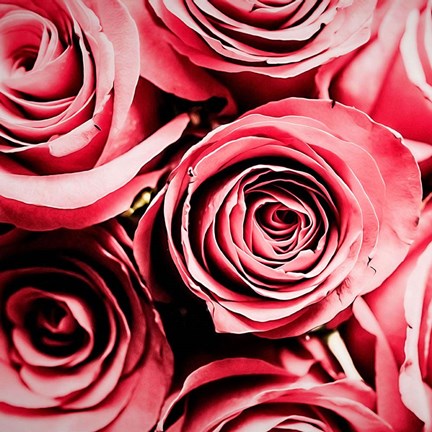 Framed Moonlight &amp; Roses Print