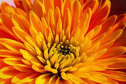 Framed Other Beautiful Things Print