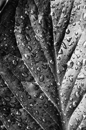 Framed Such a Morning Print