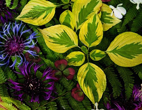 Framed Welcome to the Jungle Print