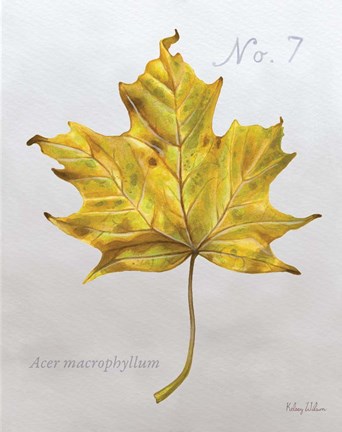 Framed Autumn Leaves on Gray II-Maple 2 Print