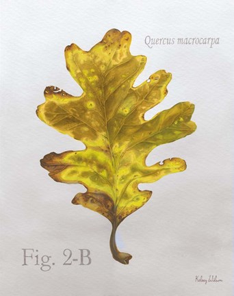 Framed Autumn Leaves on Gray III-Oak Print