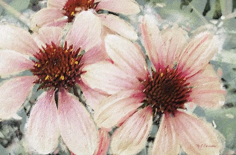 Framed Garden Dream IV Print