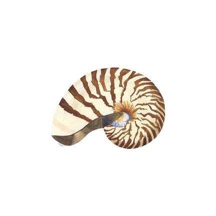 Framed Oceanum Shells White III-Nautilus Print