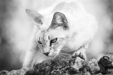 Framed Heart of a Lion Print