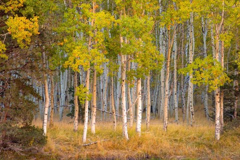 Framed June Lake Aspen Print