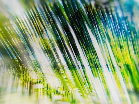 Framed Evergreen No. 6 Print