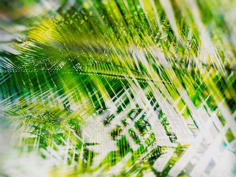 Framed Evergreen No. 11 Print