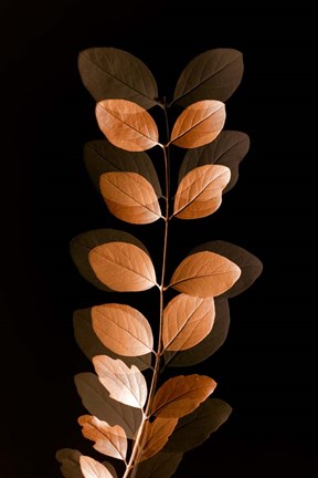 Framed Fall Leaves 7 Print