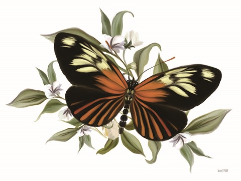 Framed Botanical Butterfly Heliconius Print