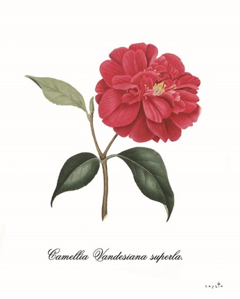 Framed Camellia Print