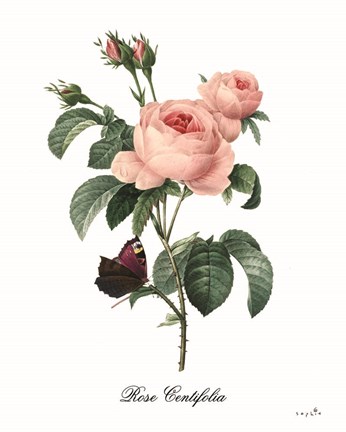 Framed Rose Centifolia Print