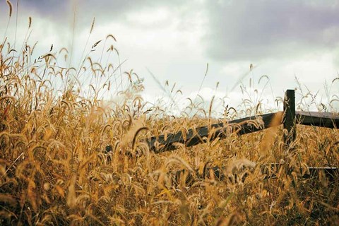 Framed Fencerow Print