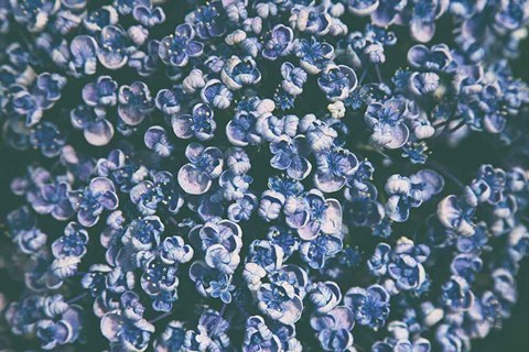 Framed Lilac Closeup Print