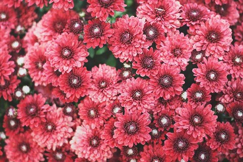 Framed Autumn Flowers I Print