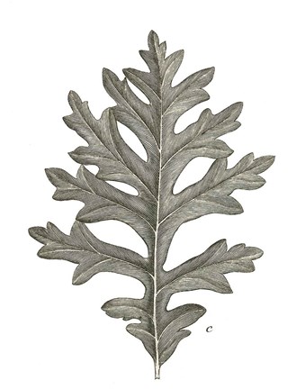 Framed Histoire Naturelle Leaves II Print